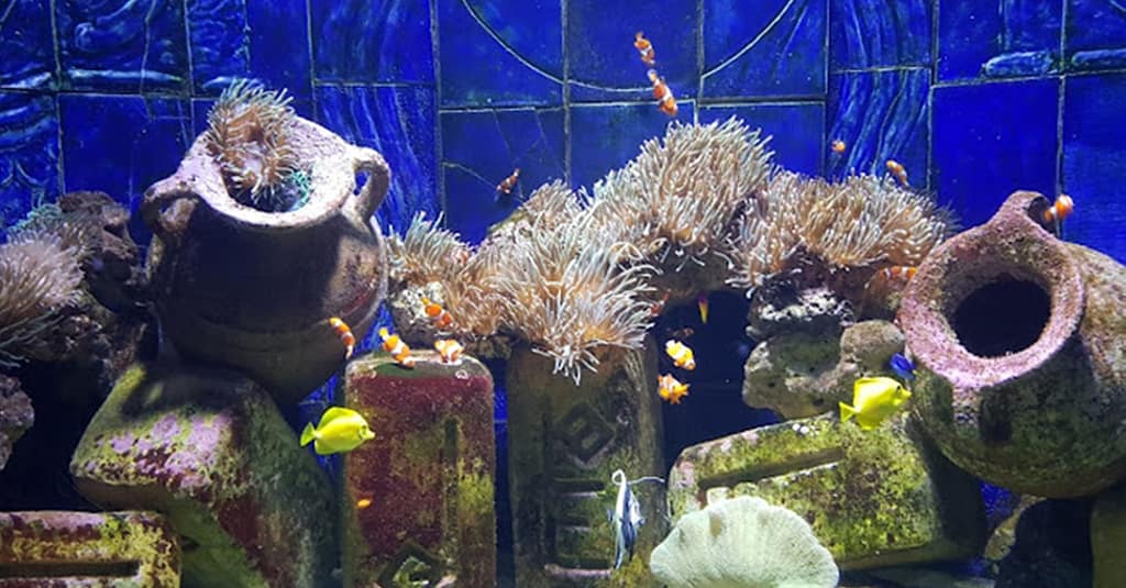 Explore Dubai’S Lost Chambers Aquarium: Tickets For One, Two, Or Four Dubai activities Shop Online at Dubai Trades 4