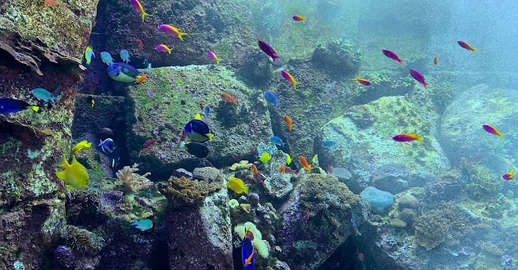 Explore Dubai’S Lost Chambers Aquarium: Tickets For One, Two, Or Four Dubai activities Shop Online at Dubai Trades 5