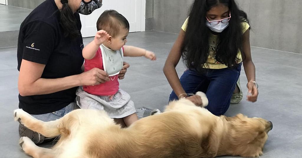 Extensive Pet Grooming Service Dubai other Shop Online at Dubai Trades 3