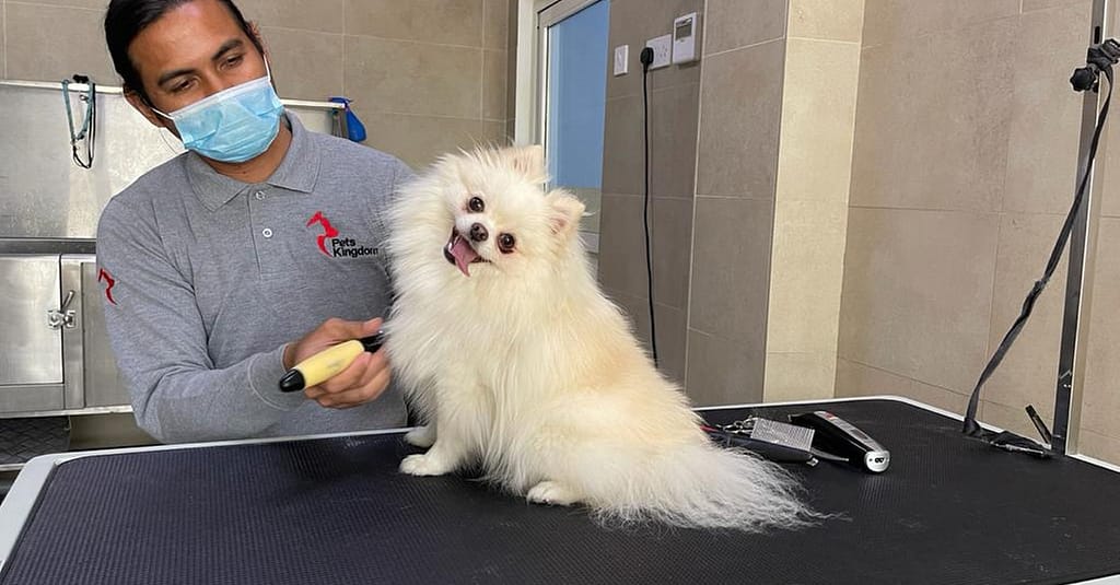 Extensive Pet Grooming Service Dubai other Shop Online at Dubai Trades 2
