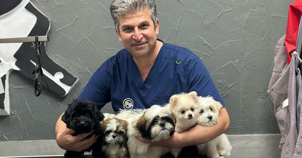 Full Cat And Dog Grooming In Jlt Dubai other Shop Online at Dubai Trades 4