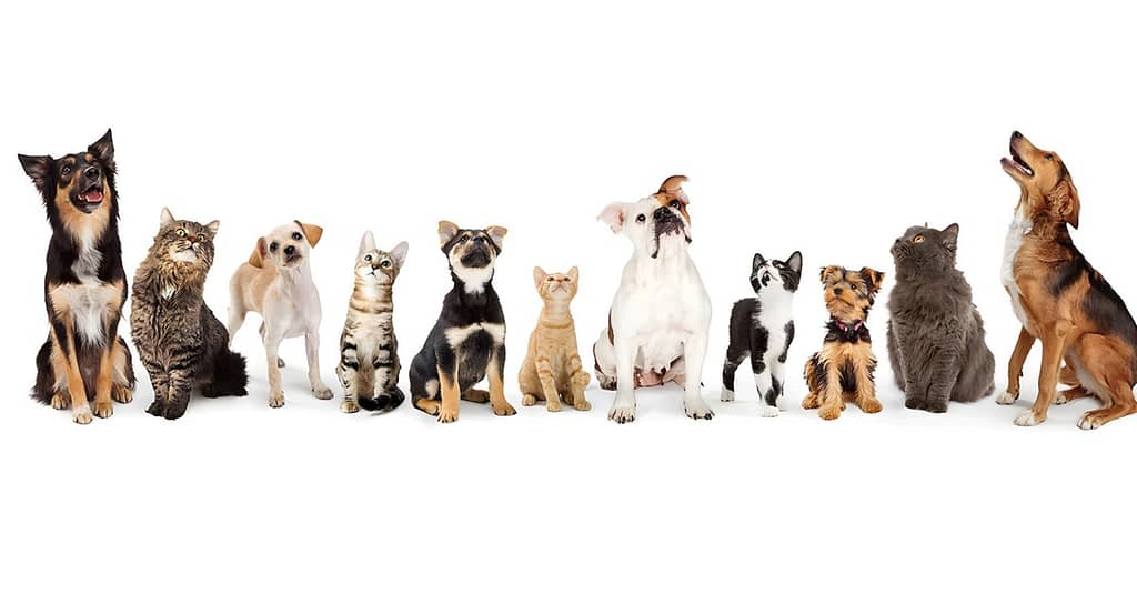 Full Cat And Dog Grooming In Jlt Dubai other Shop Online at Dubai Trades 2