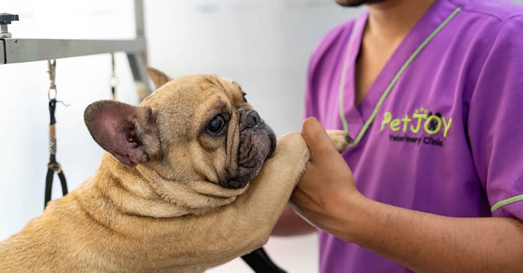 Full Dental Scaling For Pets At Pet Joy Veterinary Clinic Dubai other Shop Online at Dubai Trades 3