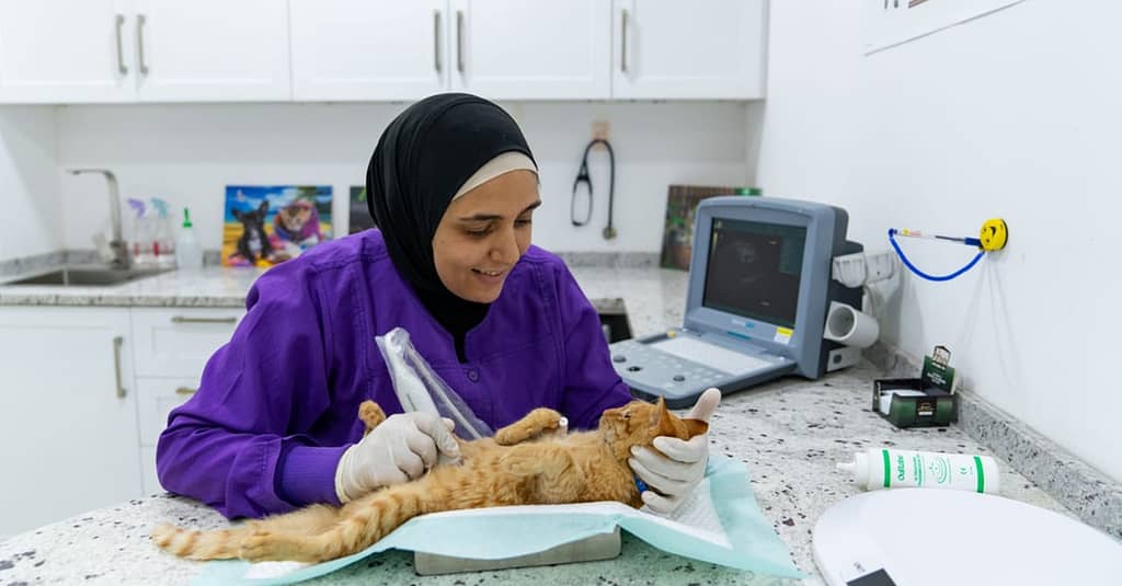 Full Dental Scaling For Pets At Pet Joy Veterinary Clinic Dubai other Shop Online at Dubai Trades 6