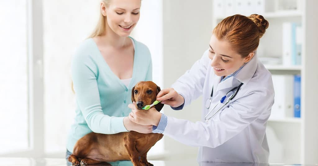 Boost Pet Wellness: Dental Scaling And Sedation For Cats And Dogs Dubai other Shop Online at Dubai Trades 2