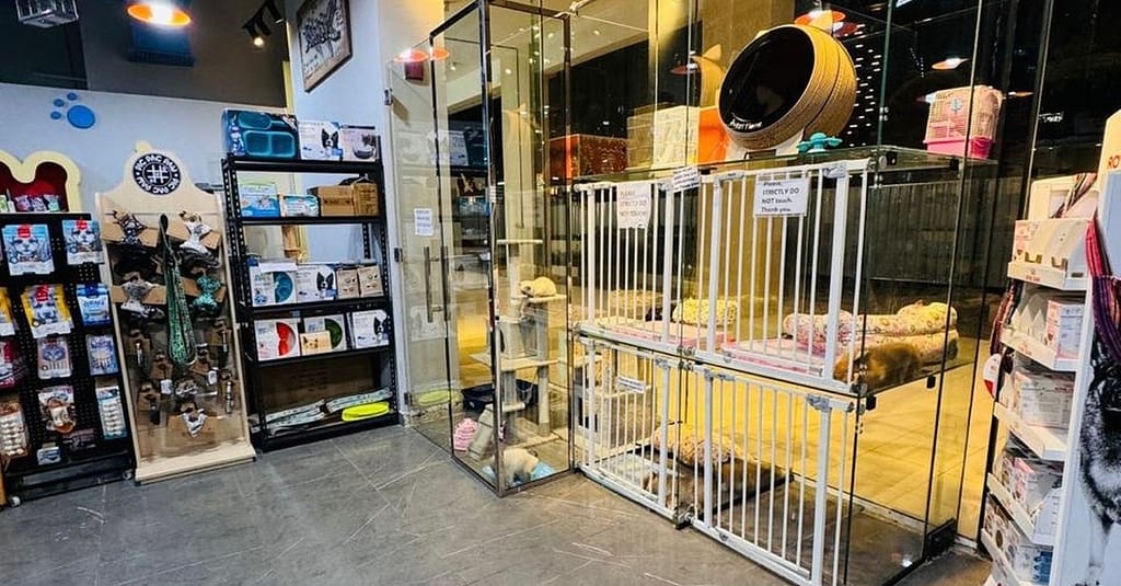 Full Grooming For Cats And Dogs To Keep Them Pampered! Dubai other Shop Online at Dubai Trades 5