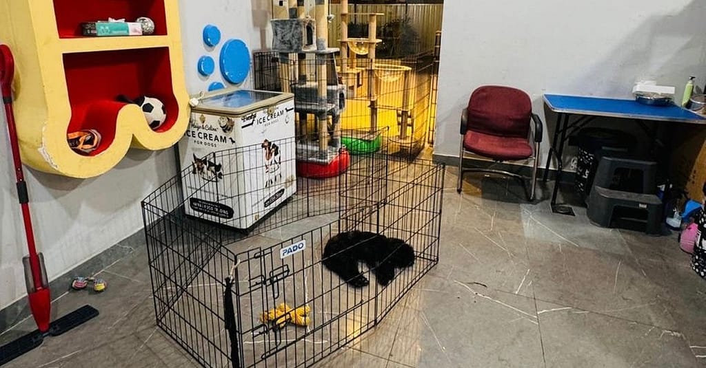 Full Grooming For Cats And Dogs To Keep Them Pampered! Dubai other Shop Online at Dubai Trades 9