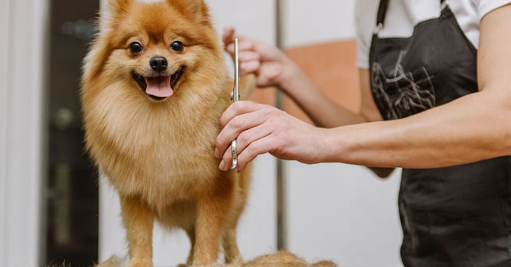 Full Grooming For Cats And Dogs To Keep Them Pampered! Dubai other Shop Online at Dubai Trades 2