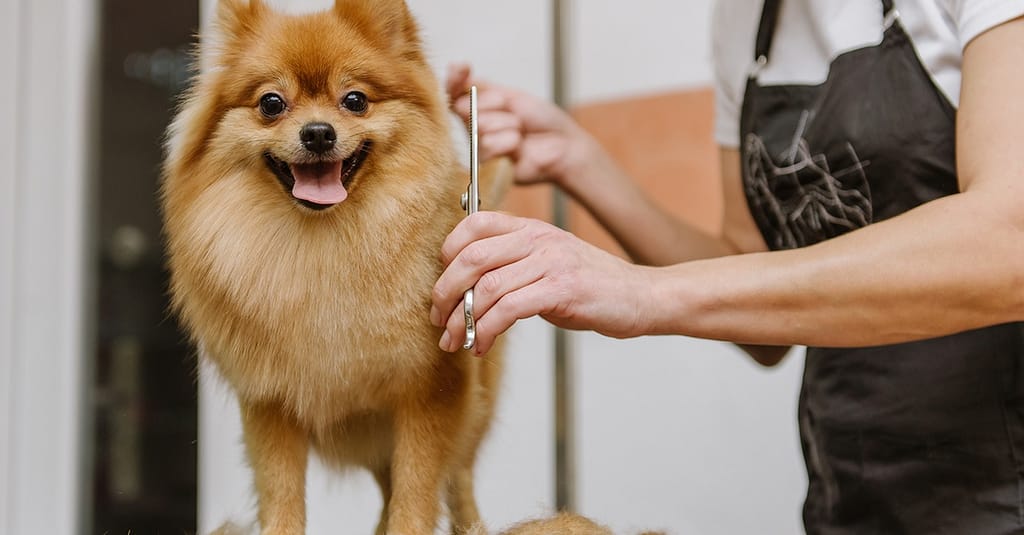 Full Grooming For Small, Medium, Large, Or X-Large Pet Dubai other Shop Online at Dubai Trades 2