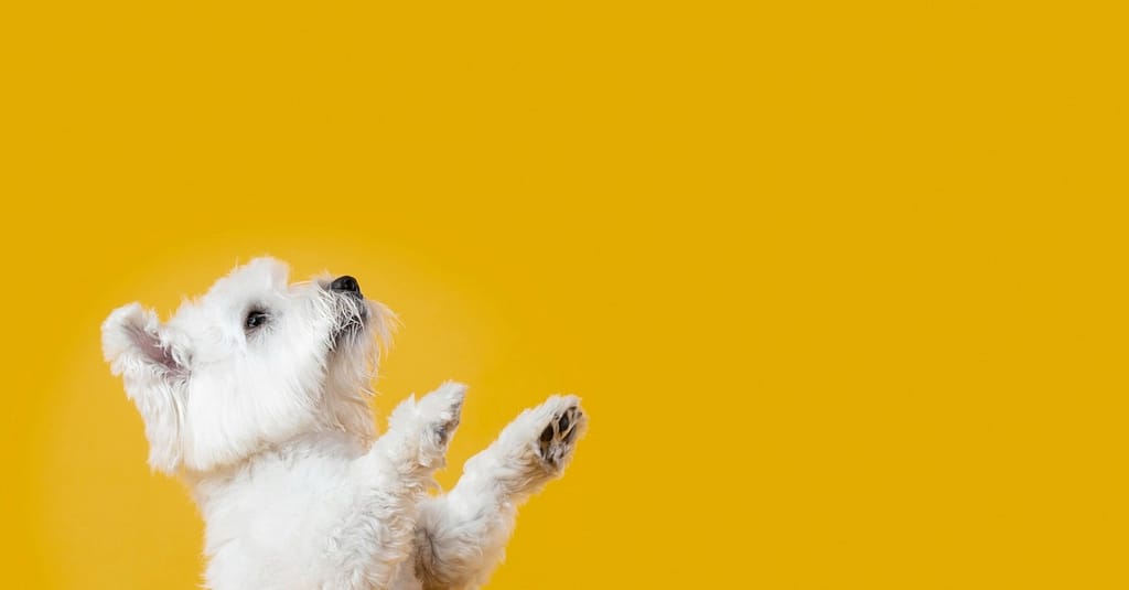 Full Grooming Service – Cat Or Small, Medium Or Large Dog Package Dubai other Shop Online at Dubai Trades 2