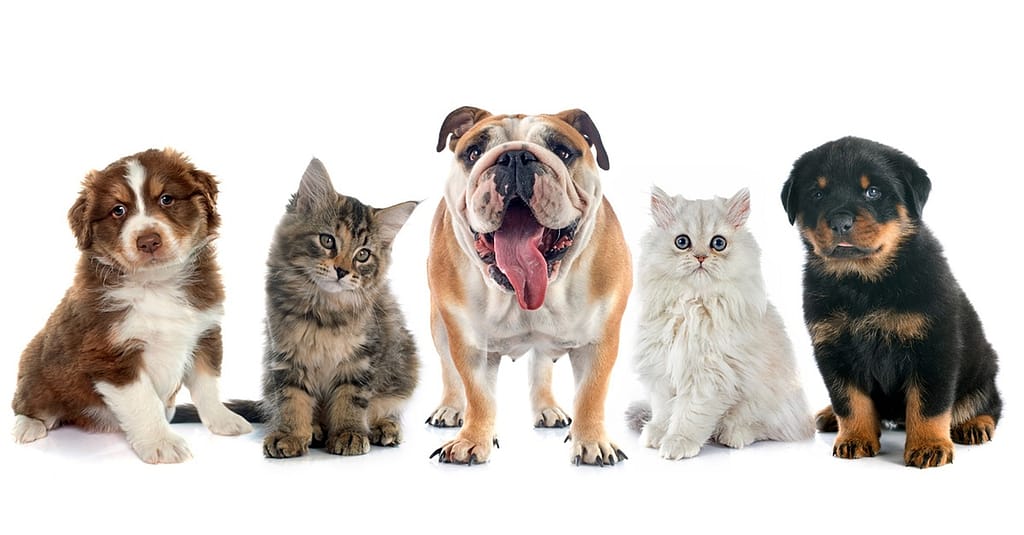 Full Grooming With Haircut At Cute Cat Veterinary Clinic Dubai other Shop Online at Dubai Trades 2