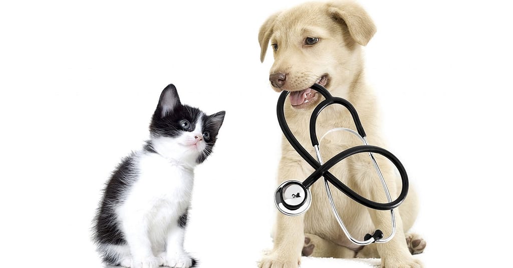 Get Specialized Vet Care For Your Pet At Cute Cat Veterinary Clinic Sharjah & N. Emirates other Shop Online at Dubai Trades 2