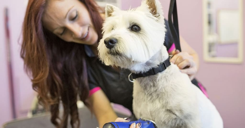 Grooming – Pet Abu Dhabi other Shop Online at Dubai Trades 2