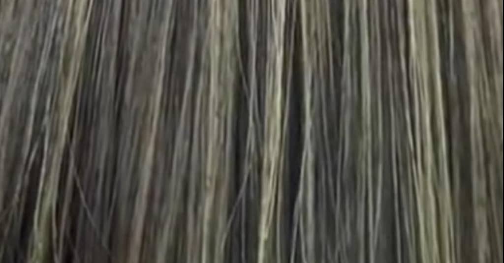 Haircut – Women Dubai other Shop Online at Dubai Trades 3