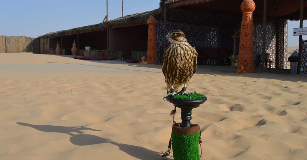 Half-Day Desert Safari Experiences With Dune Dinner, Pickup & More Abu Dhabi package Shop Online at Dubai Trades 3