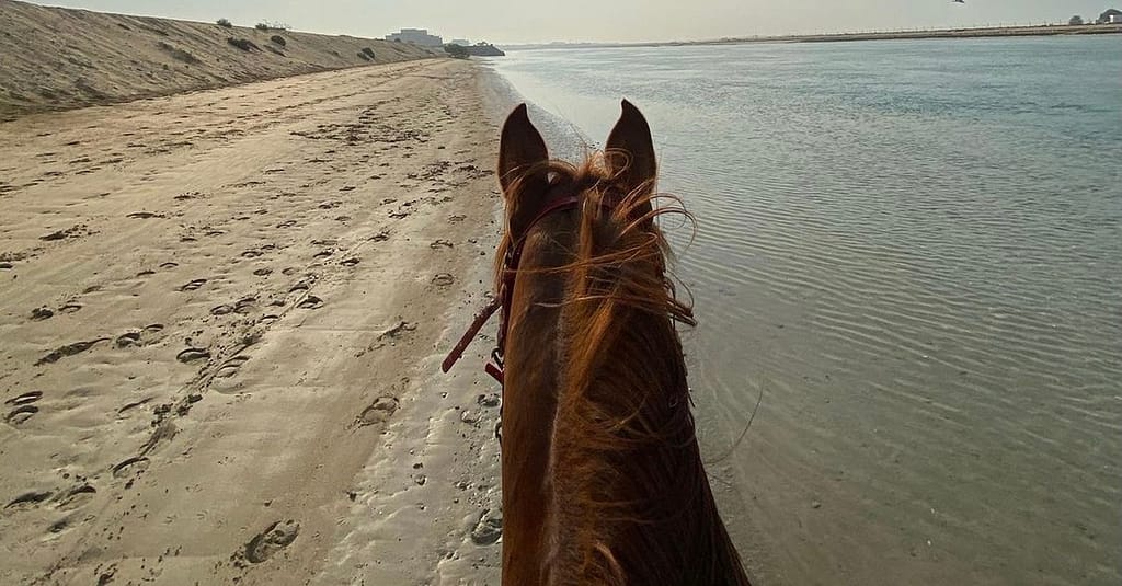 Horseback Riding By The Beach Dubai activities Shop Online at Dubai Trades 3