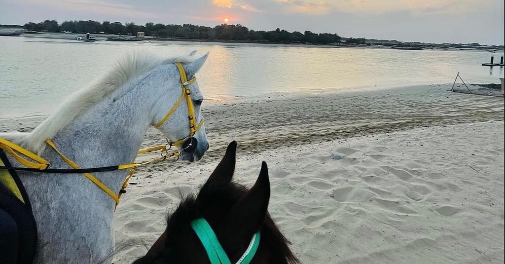 Horseback Riding By The Beach Dubai activities Shop Online at Dubai Trades 5