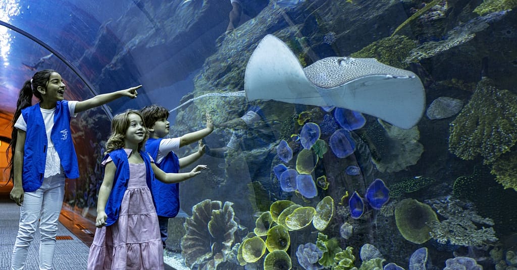 Marine Magic Awaits: Dubai Aquarium & Penguin Cove For 1, 2, Or 4! Dubai activities Shop Online at Dubai Trades 6