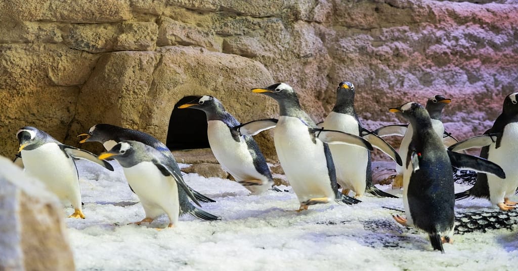 Marine Magic Awaits: Dubai Aquarium & Penguin Cove For 1, 2, Or 4! Dubai activities Shop Online at Dubai Trades 9