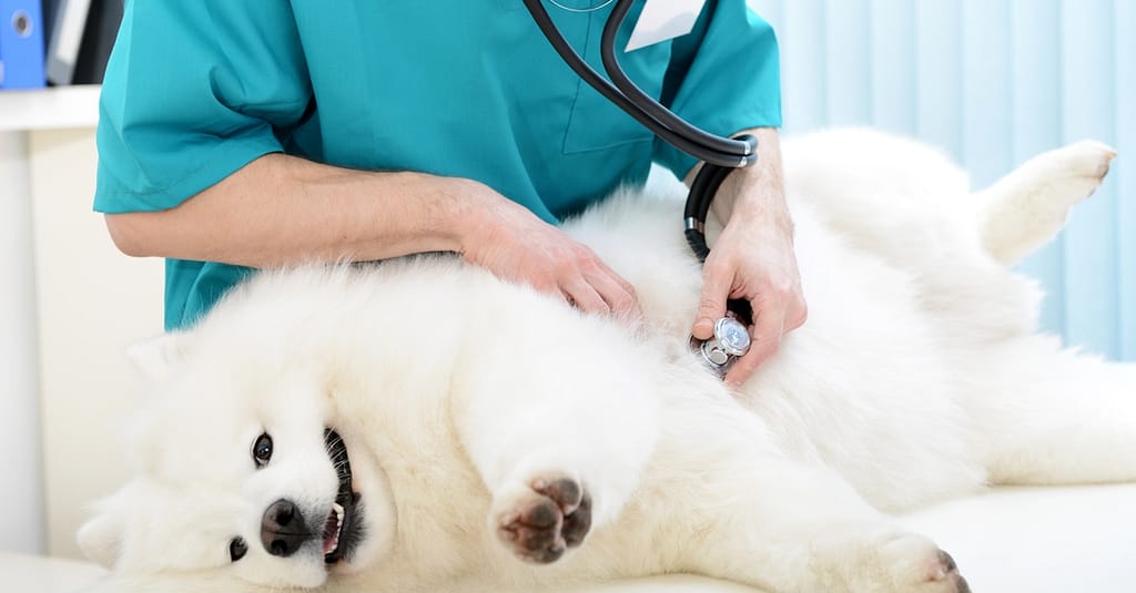 Medical Checkup And Anti-Flea Medication Or Deworming For Pets Dubai other Shop Online at Dubai Trades 2