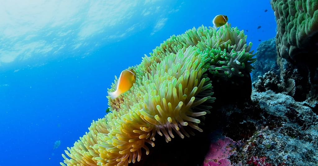 Open Water Scuba Diver Course At Goblin Diving Center Dubai activities Shop Online at Dubai Trades 3