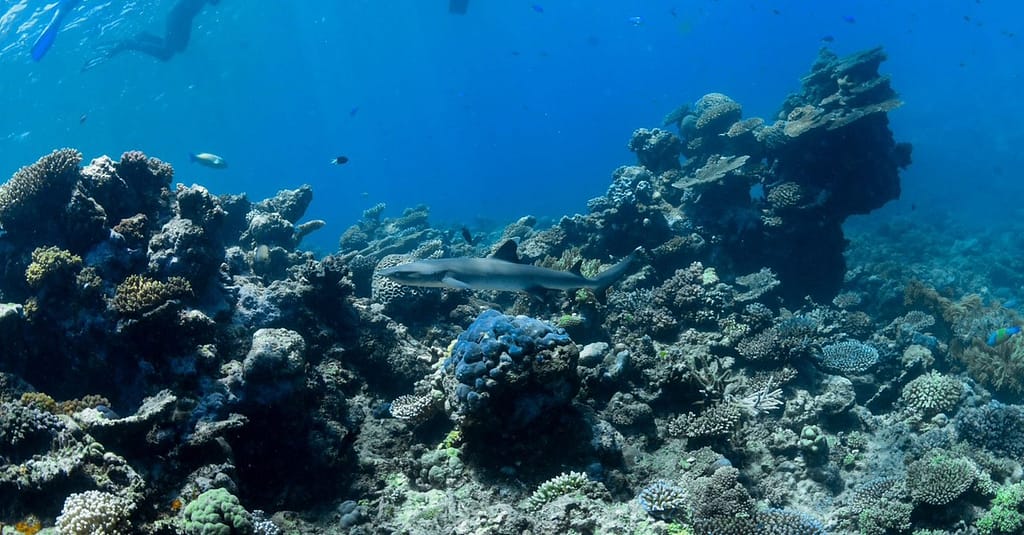 Open Water Scuba Diver Course At Goblin Diving Center Dubai activities Shop Online at Dubai Trades 5