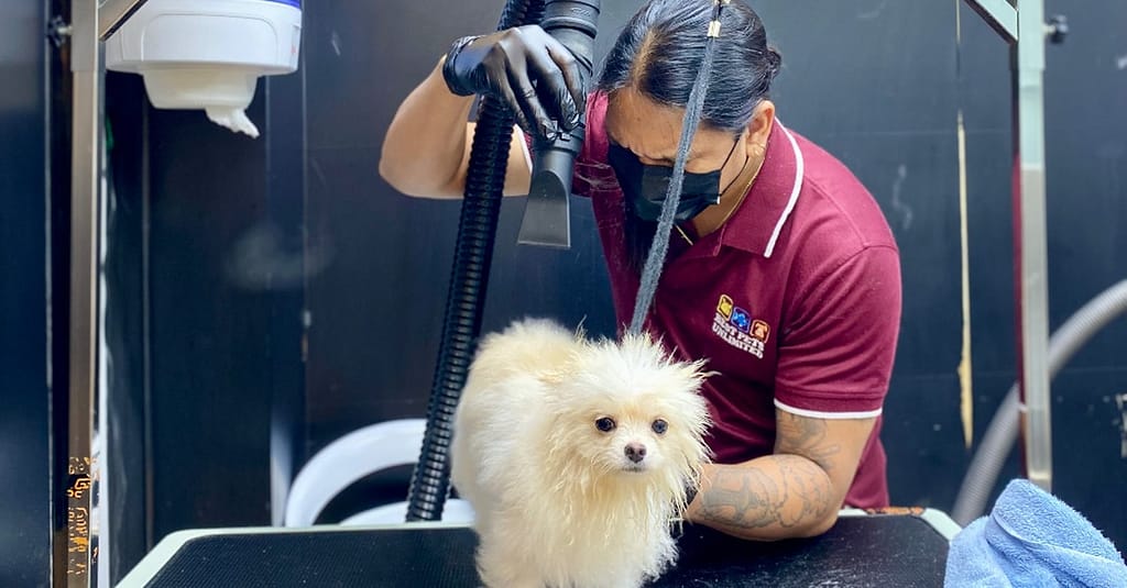 Pamper Your Furry Friends With Basic Or Full Grooming For Dogs & Cats Dubai other Shop Online at Dubai Trades 3