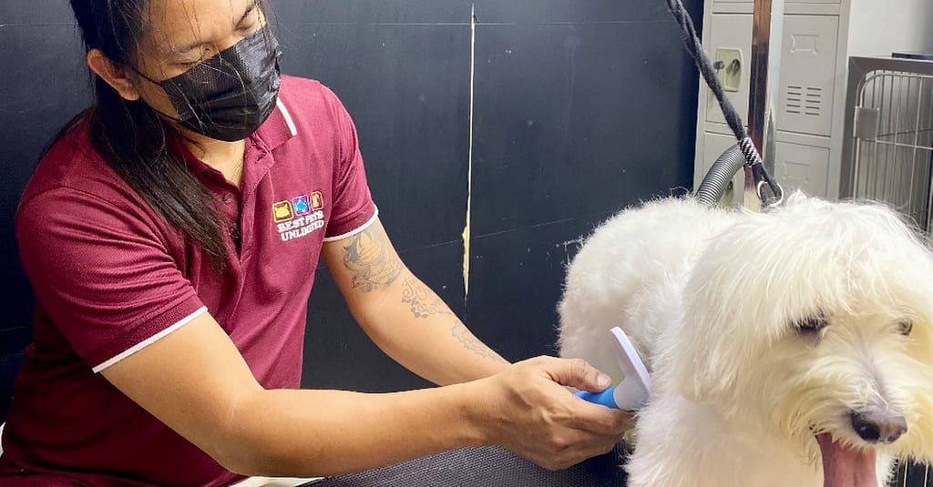 Pamper Your Furry Friends With Basic Or Full Grooming For Dogs & Cats Dubai other Shop Online at Dubai Trades 5