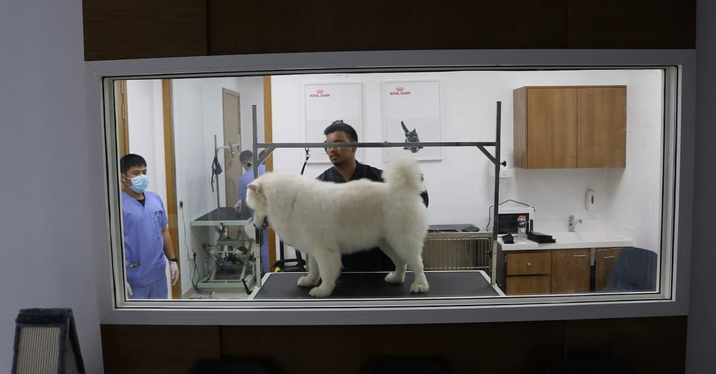 Pamper Your Furry Friends With Top-Notch Grooming For Dogs And Cats! Dubai other Shop Online at Dubai Trades 18