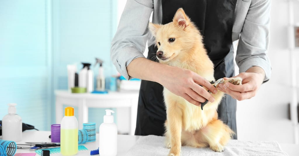 Pamper Your Furry Friends With Top-Notch Grooming For Dogs And Cats! Dubai other Shop Online at Dubai Trades 2