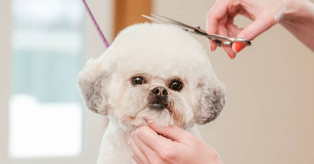 Pamper Your Pet: Basic Grooming For Small To Xl Dog And Small Cat Dubai other Shop Online at Dubai Trades 2