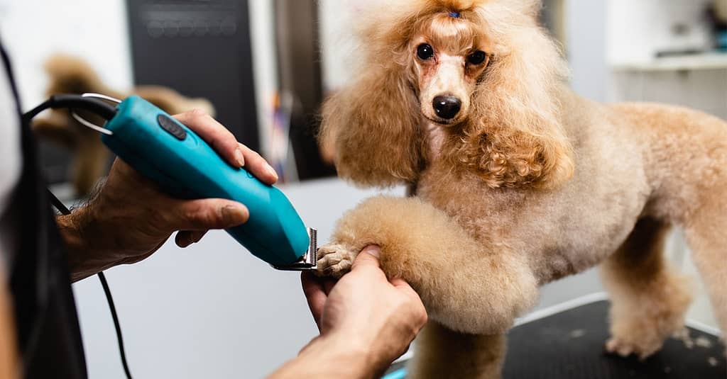 Pamper Your Pets: Basic And Full Grooming Dubai other Shop Online at Dubai Trades 2