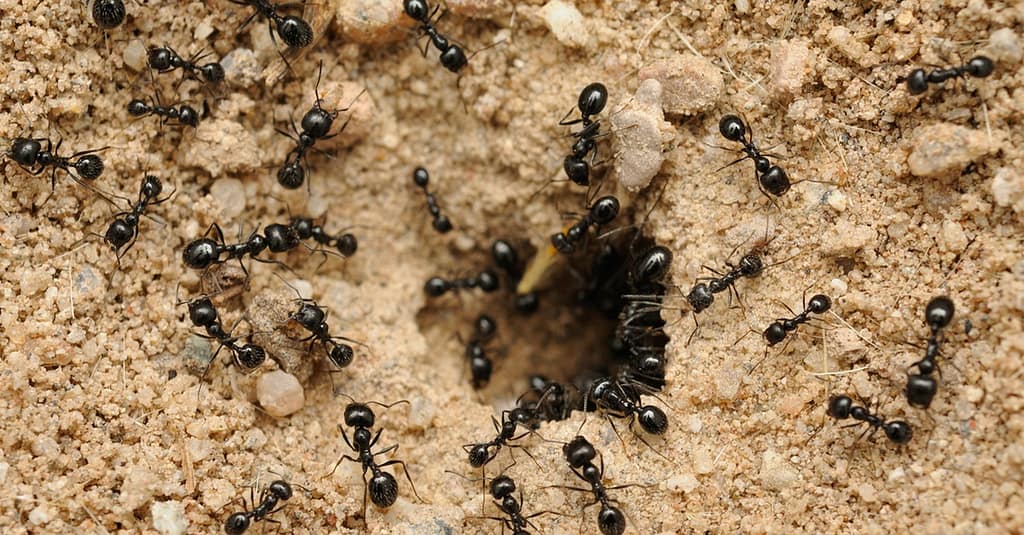 Pest Control Service – General Dubai other Shop Online at Dubai Trades 2