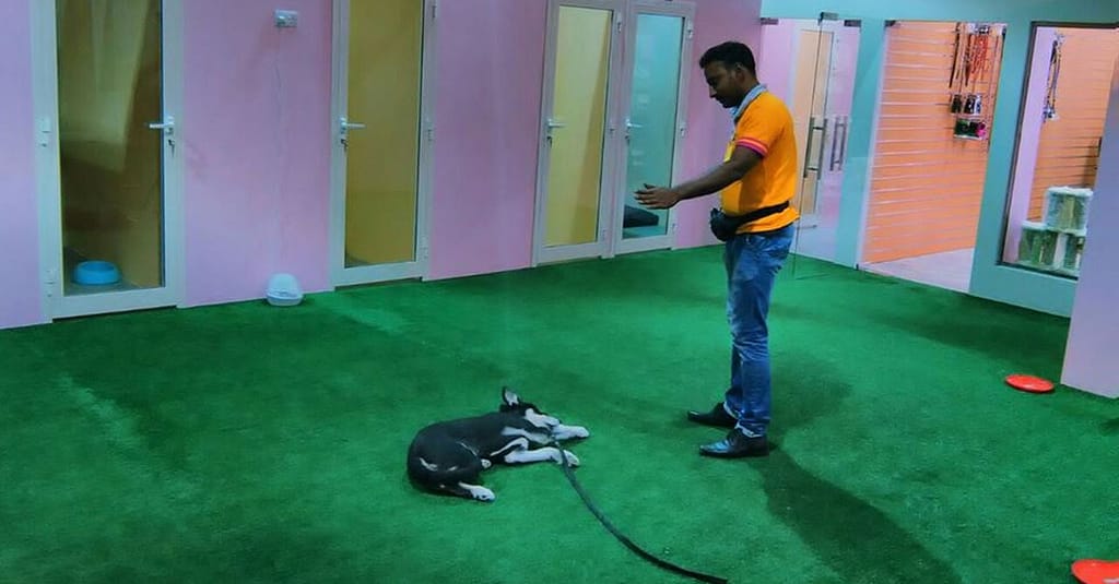 Pet Boarding Dubai other Shop Online at Dubai Trades 3