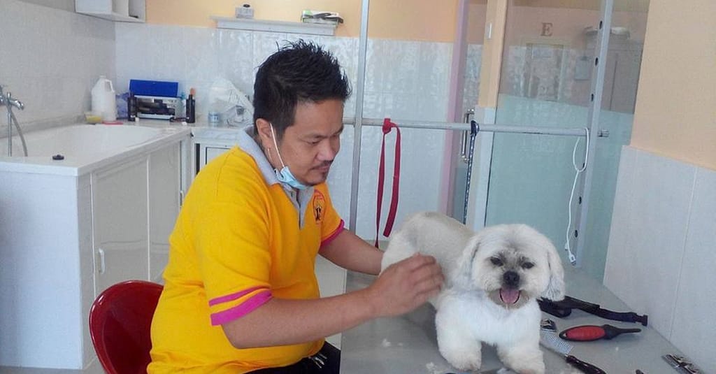 Full Grooming For A Cat Or Dog At Paws & Whiskers Pets Nursery Dubai other Shop Online at Dubai Trades 4
