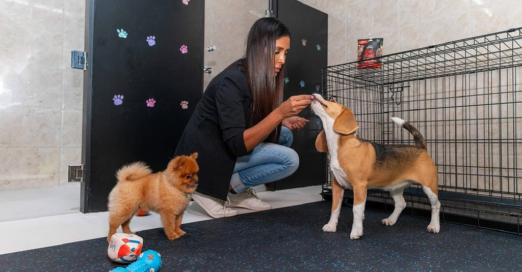 Pet Day Care At Six Pawz Pet Grooming Dubai other Shop Online at Dubai Trades 3