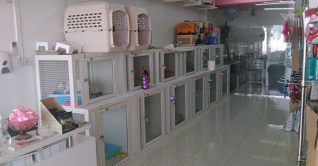 Pet Grooming Package At Sweet Grooming Pet Salon Abu Dhabi other Shop Online at Dubai Trades 3