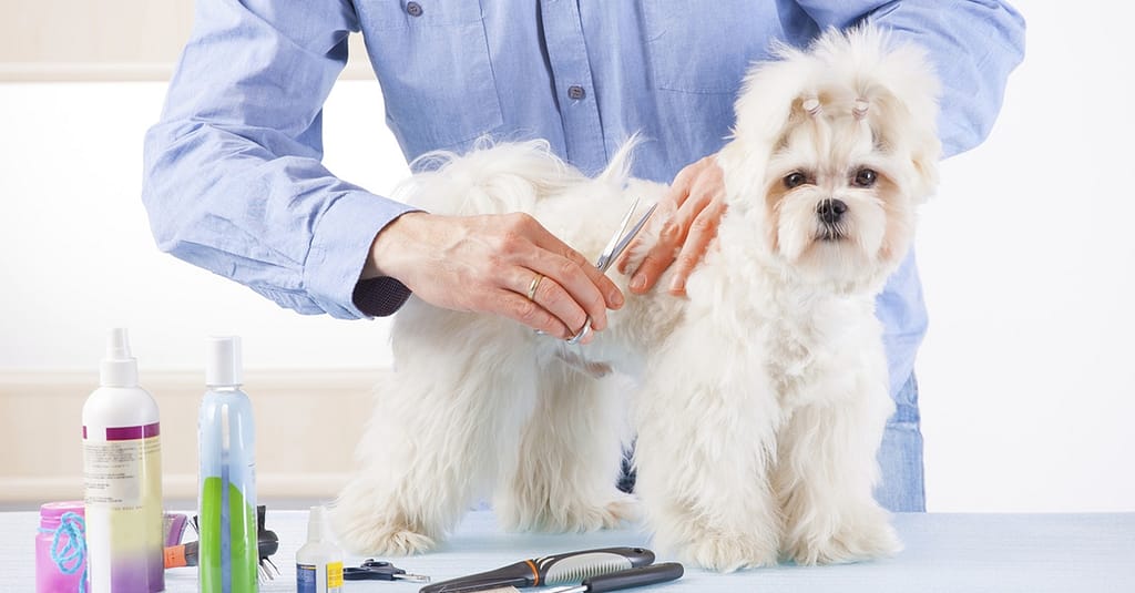 Pet – Grooming / Salon Dubai other Shop Online at Dubai Trades 2