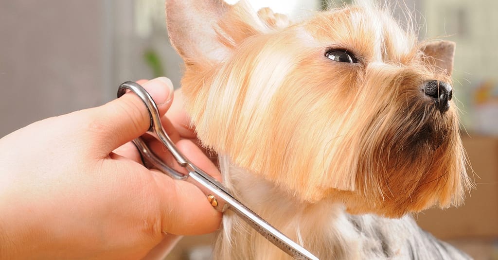 Pet – Grooming / Salon Dubai other Shop Online at Dubai Trades 2