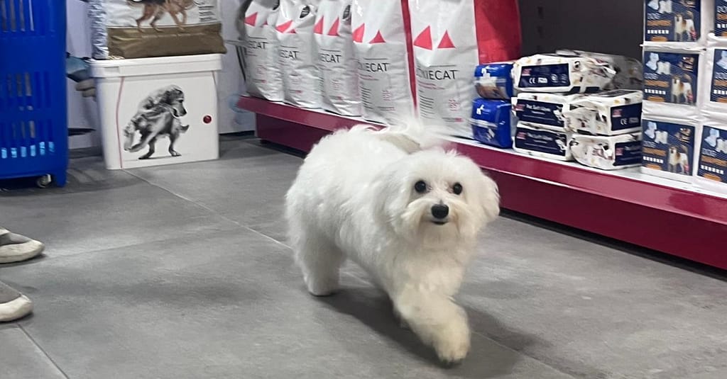 Pet Store Dubai other Shop Online at Dubai Trades 3