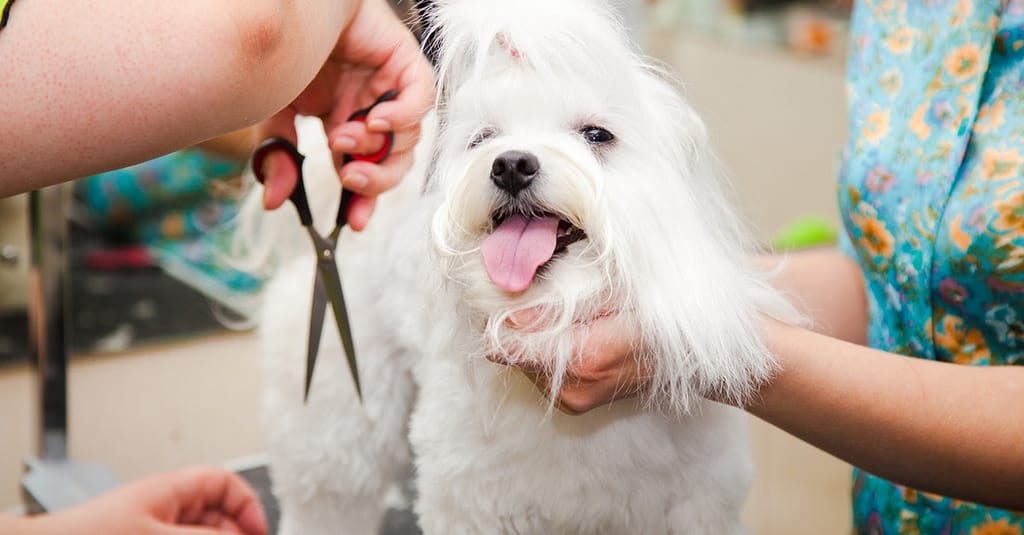 Pet Urine Removal Sharjah & N. Emirates other Shop Online at Dubai Trades 2