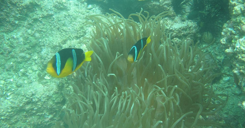 Scuba Diving Experience Dubai activities Shop Online at Dubai Trades 6