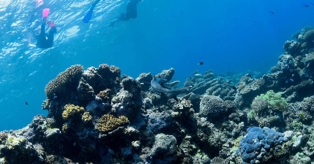 Scuba Or Fujairah Diving Or Snorkeling At Goblin Diving Center Dubai activities Shop Online at Dubai Trades 3