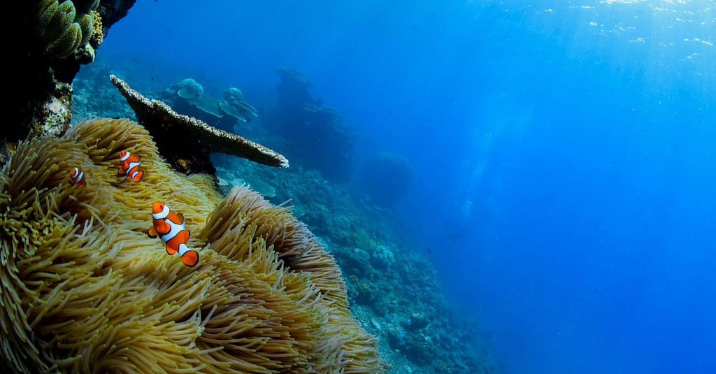 Scuba Or Fujairah Diving Or Snorkeling At Goblin Diving Center Dubai activities Shop Online at Dubai Trades 5