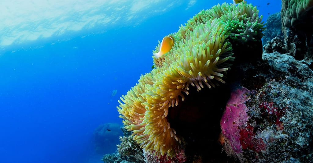Scuba Or Fujairah Diving Or Snorkeling At Goblin Diving Center Dubai activities Shop Online at Dubai Trades 7