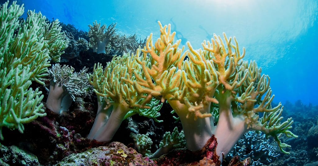 Scuba Or Fujairah Diving Or Snorkeling At Goblin Diving Center Dubai activities Shop Online at Dubai Trades 8
