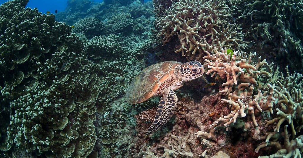 Scuba Or Fujairah Diving Or Snorkeling At Goblin Diving Center Dubai activities Shop Online at Dubai Trades 2