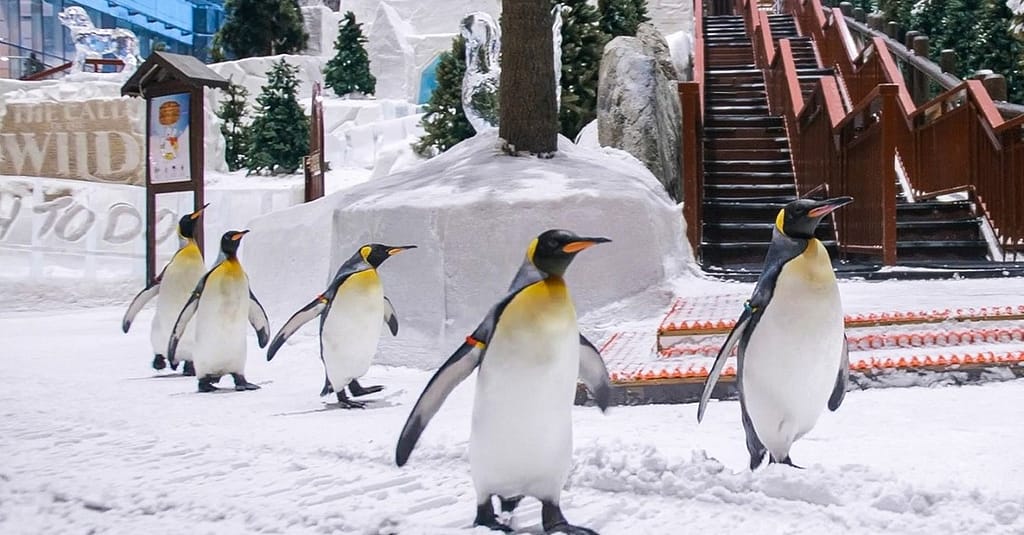 Ski Dubai Snow Plus For 1, 2, Or 4 – Ski, Slide & See Penguins! Dubai other Shop Online at Dubai Trades 5