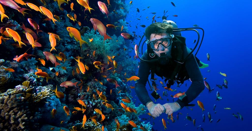 Snorkeling Or Scuba Diving Experience At Al Boom Diving Dubai activities Shop Online at Dubai Trades 2