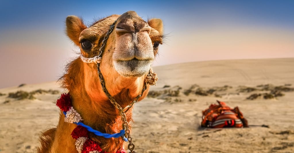Desert Safari With Quad Biking Dubai package Shop Online at Dubai Trades 4